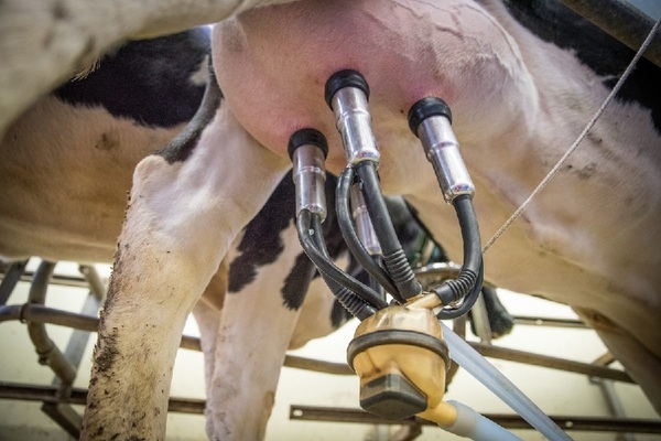 Gremio lácteo confirma suba de la leche, pero da los motivos