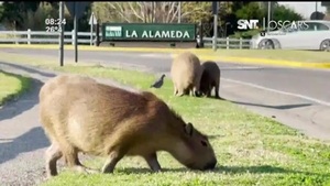 Control de carpinchos en Nordelta: aplicarán vasectomías y anticonceptivos - SNT
