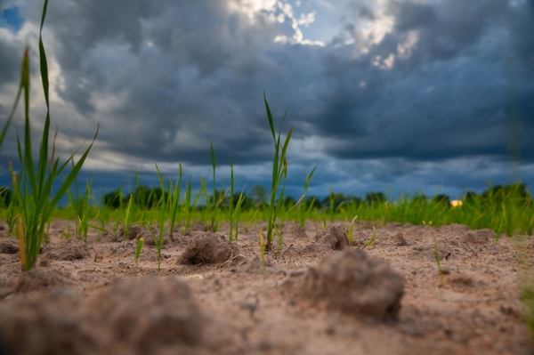 Sector agrícola pasará a periodo neutral, tras salir del fenómeno La Niña
