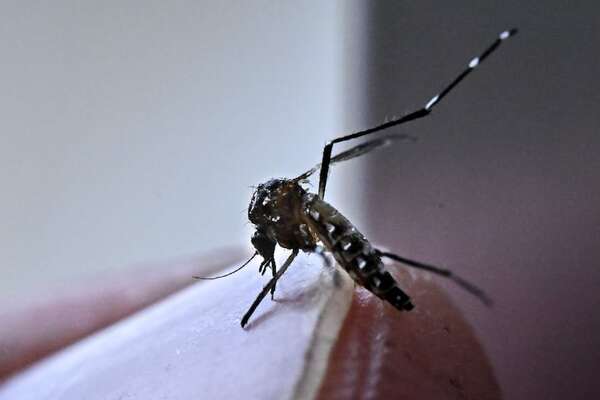Brasil: São Paulo decreta emergencia sanitaria por dengue - Mundo - ABC Color