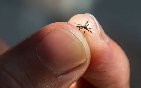 ¿Pensaste alguna vez en ganarte la vida “cazando” mosquitos? Hay donde pagan en dólares