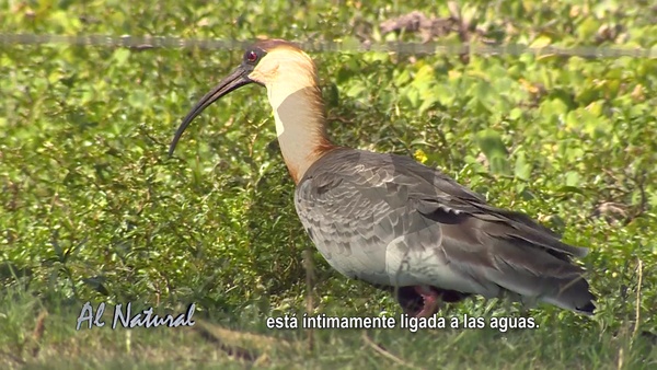 Al Natural: Kurukáu, aguará guazú - SNT