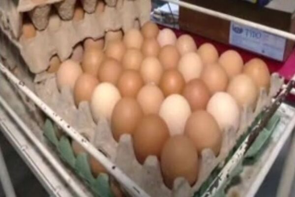 El precio del huevo sigue en alza y supera G. 45.000 la plancha - SNT