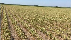Merma de agronegocios presionará más al tipo de cambio | Economía y Finanzas | 5Días