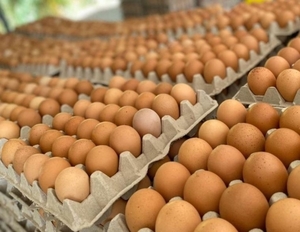 Precio del huevo podría llegar a G. 60.000 la plancha para Semana Santa | Locales | 5Días