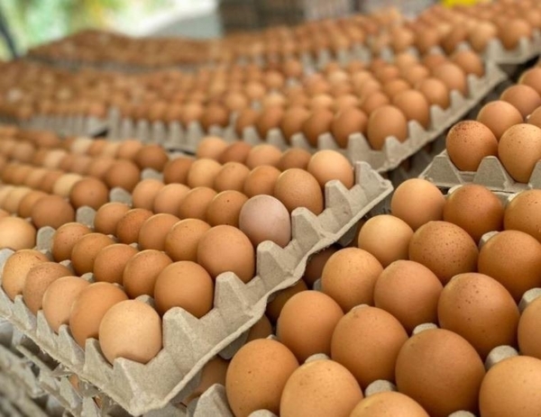 Precio del huevo podría llegar a G. 60.000 la plancha para Semana Santa | Locales | 5Días