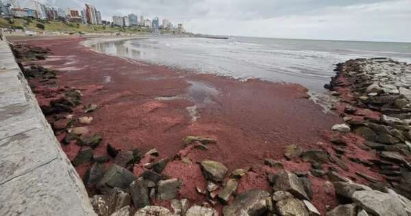 Diario HOY | Algas tiñen de rojo turísticas playas de la costa atlántica argentina