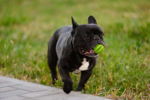 Te presentamos al Bulldog Francés: un perro pequeño, sociable y con una gran personalidad - Mascotas - ABC Color
