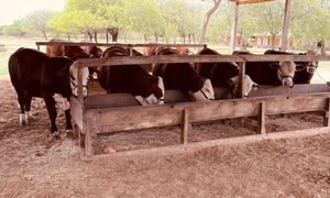 Sector primario se lanzó en la búsqueda del instituto de la carne con un anteproyecto de ley