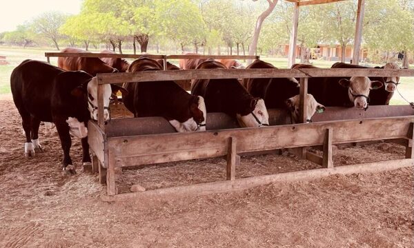 Sector primario se lanzó en la búsqueda del instituto de la carne con un anteproyecto de ley