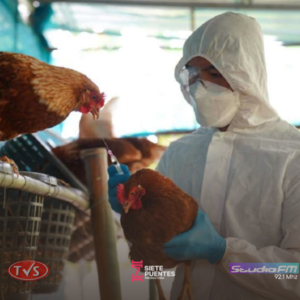LA GRIPE AVIAR H5N1 DISPARA EL PRECIO DE LOS HUEVOS EN EE.UU. Y GENERA PREOCUPACIÓN - TVS
