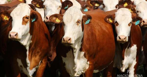La Nación / Se exportaron embriones Brangus a Argentina por primera vez en 30 años