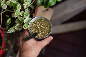 Estos son los beneficios de tomar tereré, según el Ministerio de Salud  - Nacionales - ABC Color