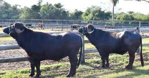 La Nación / Buscan promover la producción bubalina en la carrera de veterinaria