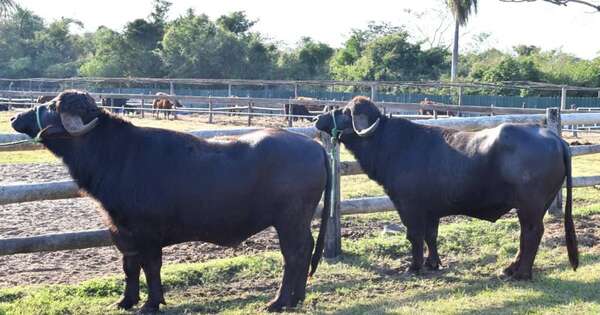 La Nación / Buscan promover la producción bubalina en la carrera de veterinaria