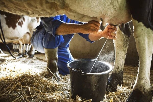 Los precios bajos de la soja podrían redirigir las inversiones de los productores hacia la lechería