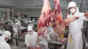 Taiwán habilita dos frigoríficos en carne porcina y bovina