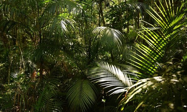 El palmito silvestre, un elemento clave de nuestra biodiversidad