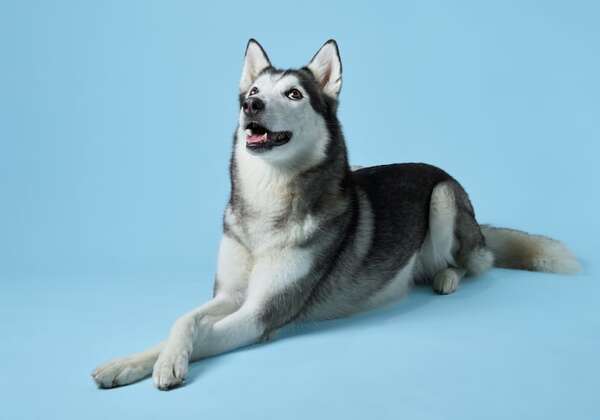 ¿El perro Husky Siberiano puede vivir en climas cálidos? - Mascotas - ABC Color