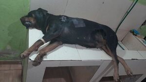 Hombre mata a balazo a un perro en Horqueta