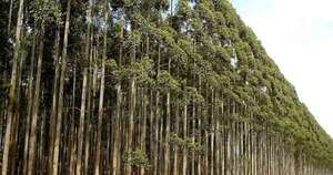 La Nación / Exportaciones forestales generaron USD 5 millones en enero