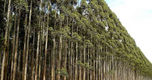 La Nación / Exportaciones forestales generaron USD 5 millones en enero