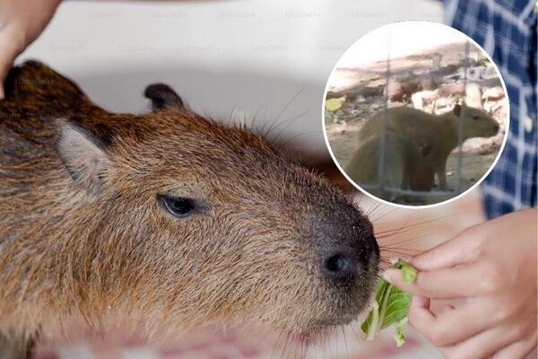 Bebés carpinchos se roban el show en zoológico - SNT