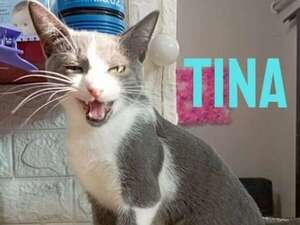 Tina - Encontrá a tu mascota - ABC Color