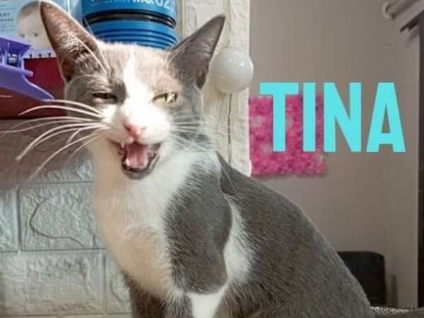 Tina - Encontrá a tu mascota - ABC Color