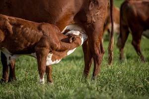 La deuda de la vaca