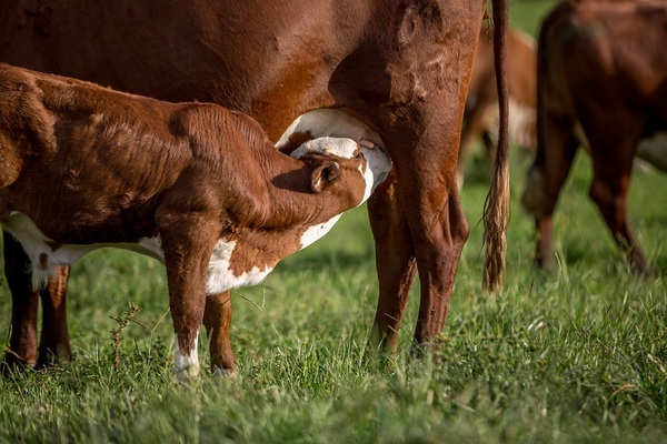 La deuda de la vaca
