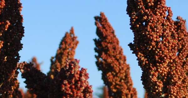 La Nación / Cultivo de sorgo está cada vez más presente en zonas productivas