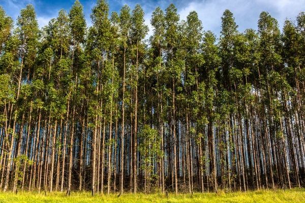 Exportaciones forestales generaron USD 5 millones en enero