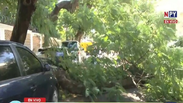 Parte de un árbol cae sobre un vehículo en Asunción