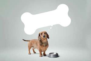 Estos son los perros más glotones: razas que siempre parecen tener hambre  - Mascotas - ABC Color