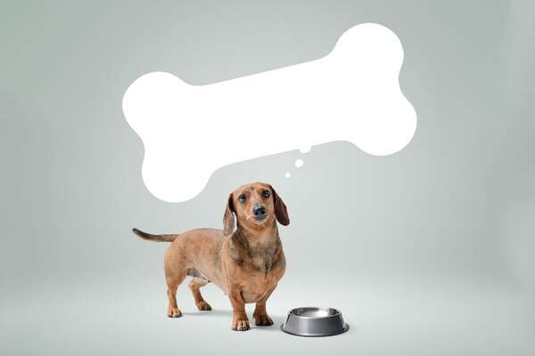 Estos son los perros más glotones: razas que siempre parecen tener hambre - Mascotas - ABC Color