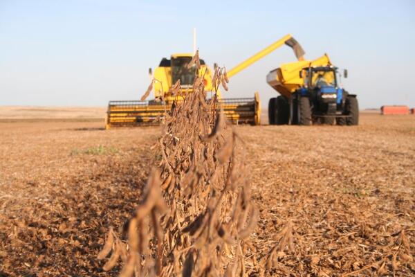 Soja: se estima una perdida de 2 millones de toneladas para esta zafra | Agronegocios | 5Días