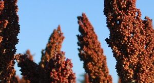 El sorgo gana superficie en distintas zonas productivas