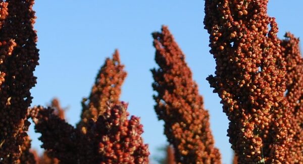 El sorgo gana superficie en distintas zonas productivas