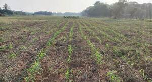 Lluvias traen alivio al campo y productores avanzan con los cultivos de zafriña