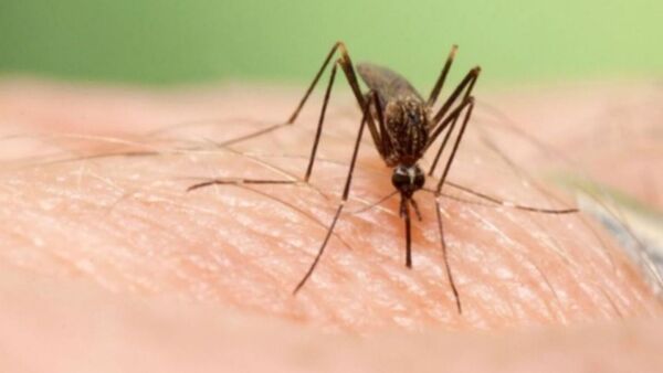 Niñito de 8 años con síntomas de dengue muere y se echan la culpa