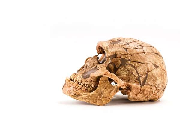 La anatomía de los neandertales revelaría una aptitud tanto para climas fríos como cálidos - Ciencia - ABC Color