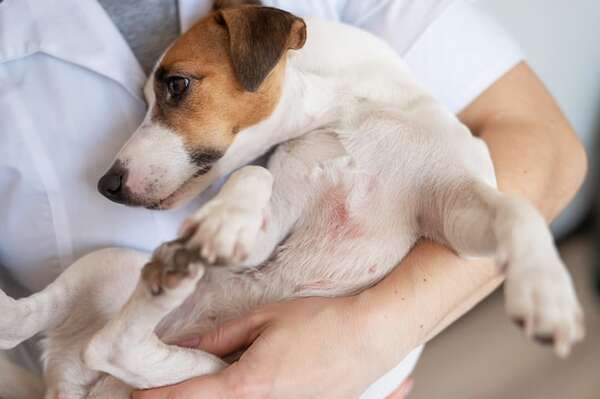 Problemas de piel en perros: identificar picores, erupciones o pérdida de pelo - Mascotas - ABC Color