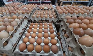 Dos factores que repercuten en el precio del huevo, según Avipar – Prensa 5