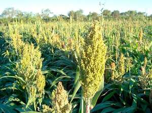 Rotación de cultivos: el sorgo gana superficie en diferentes zonas productivas - Economía - ABC Color