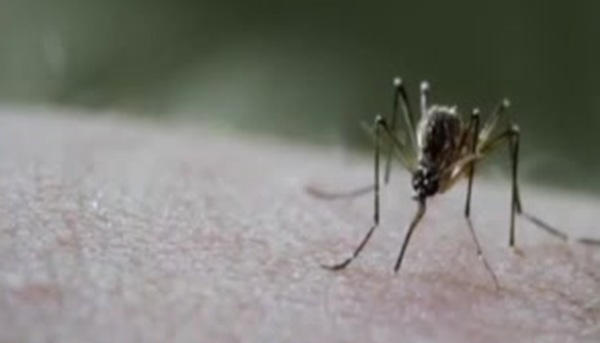 Niño de 8 años muere por dengue en Santa Rita - SNT