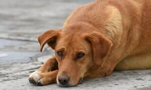 Golpe de calor en perros: cómo prevenir y detectar esta emergencia