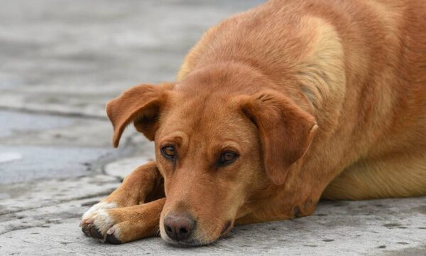 Golpe de calor en perros: cómo prevenir y detectar esta emergencia