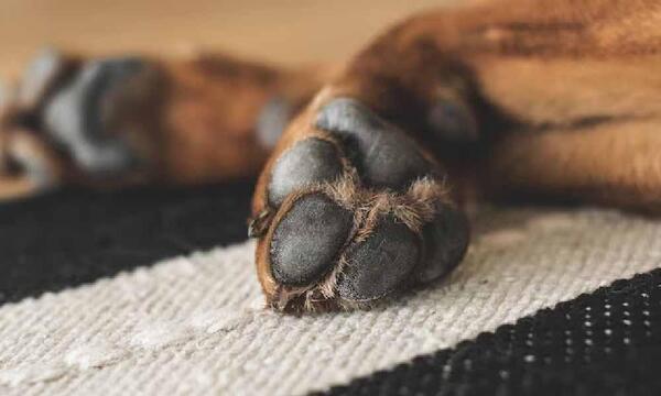 San Pedro: imputan a un hombre por asesinar a un perro – Prensa 5