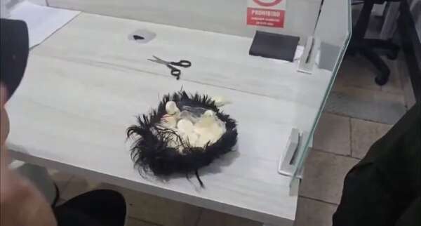 Video: detienen a un hombre en el aeropuerto de Colombia con una narcopeluca - Mundo - ABC Color